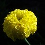 marigold (Calendula officinalis (English marigold))