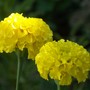 marigolds (Calendula officinalis (English marigold))