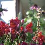 Linaria maroccana