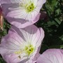 primrose (Oenothera rosea (Pink Evening Primrose))