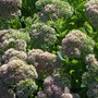 sedum (Sedum)