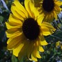 sunflower (Helianthus annuus (Sunflower))