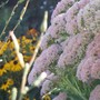 sedum (Sedum)