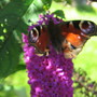 Butterflies_034