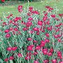 Rose campion (Lychnis coronaria (Rose campion))