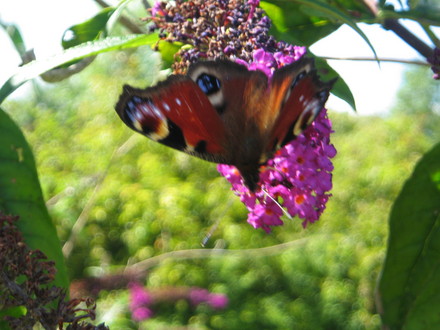 A garden flower photo