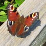 Butterfly_on_fence