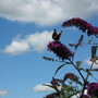 Butterflies_022