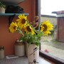 Sunflowers_014