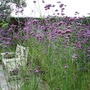 August 2008 Bonython Gardens
