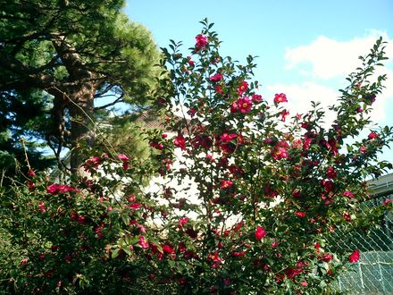 winter blooms