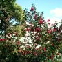 winter blooms