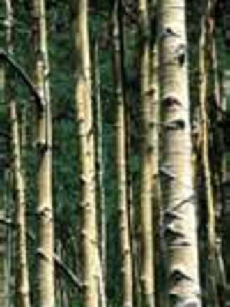 Quaking Aspen (Populus tremuloides)