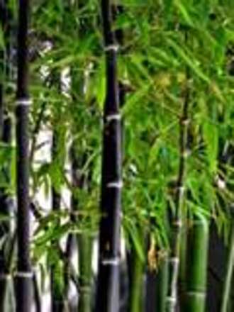 Black Bamboo (Phyllostachys nigra)
