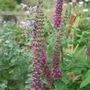 Teucrium hircanum. (Teucrium hircanum)