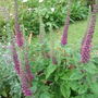 Teucrium hircanum plant. (Teucrium hircanum)