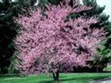 Eastern Redbud Maple (Cercis canadensis)