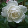 Iceberg Rose. (Rosa floribunda 'Iceberg')