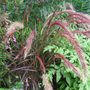 Pennisetum 'Rubra' in flower. (Pennisetum rubrum 'Dwarf')