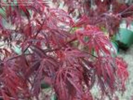 Bloodgod Japanese Maple (Acer palmatum)