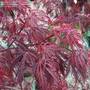 Maple_3