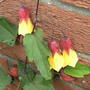 Abutilon "Kentish Belle" (Abutilon)