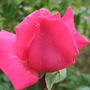 'Prima Ballerina' bud. (Rosa 'Prima Ballerina')