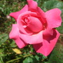 'Prima Ballerina' half out. (Rosa 'Prima Ballerina')