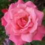 'Prima Ballerina' full out. (Rosa 'Prima Ballerina')