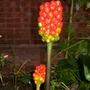 What's this plant?