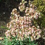 Sedum telephium 'Matrona' (Sedum telephium 'Matrona')