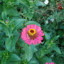 A garden flower photo