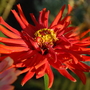 A garden flower photo