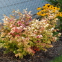 Burning Bush (Euonymus alatus (Winged spindle))