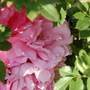 Explorer Rose