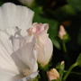 Lavatera trimestris