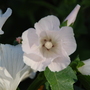 Lavatera "Mont Blanc" (Lavatera trimestris (Mallow))