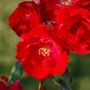 Explorer Rose