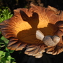 A garden flower photo