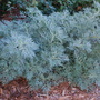 Artemesia (Artemisia absinthium (Wormwood))