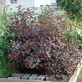 Diablo Ninebark (Physocarpus opulifolius)