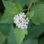 Red Osier Dogwood (Cornus Stolonifera)