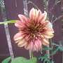 A garden flower photo (Helianthus annuus (Sunflower))