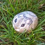 Rock Mouse