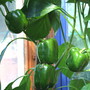 Vegetable from my garden: Green peppers in my shed