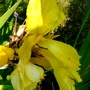 Yellow canna (Canna indica (Indian shot plant))