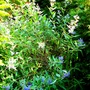 Caryopteris clandonensis
