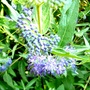 Caryopteris clandonensis