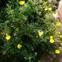 Eschscholzia californica (California poppy)