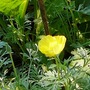 Eschscholzia californica (California poppy)